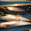 오늘의 생선 이미지