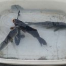 명학산 캠핑장 이미지