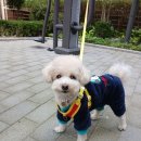 황언니 펫살롱 | 애견미용 추천! 허니비펫살롱 후기