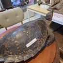 (강좌번호:5) 타로인생이야기 | [서울/종로] 동원당사주타로ㅣ종로3가사주 서울사주 제대로 보는 곳