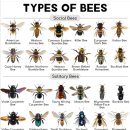 Types of Bees 이미지