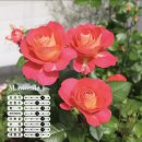 26290-20-17-002 | 2026년 3월 17일 에버로즈 라방-판매리스트 정리해봤어요