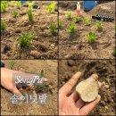 흙사랑3농장 | 송파구 솔이텃밭 3월 모종심기 씨감자 심기 주말농장 후기