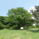 제주 봉개동 왕벚나무 자생지 이미지