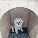놀고 쉬다가개 이미지