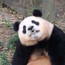링데이