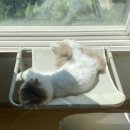 달고양이 | 오르펫 고양이 창문해먹 한 달 사용 후기, 야옹의 지정석이 되다.