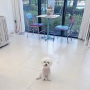 하늘펫살롱 이미지