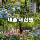 종촌동 제천뜰 근린공원 | 세종 제천뜰 수국 절정 시작! 주차부터 산책코스까지 솔직 후기 멀리가지 마세요!