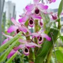 꽃이미지-Ⅰ 이미지