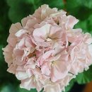 지누농장 이미지