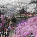 부천 원미산 진달래축제 - 봄꽃축제 이미지