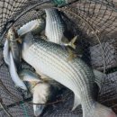 욕지사계절민박 이미지