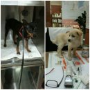 신공항동물병원 이미지