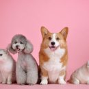 아이 러브 펫 | 비교 (삼성화재 ‘애니펫’, 현대해상 ‘퍼피앤키티...손해보험 ‘펫코노미’, DB손해보험 ‘아이러브펫’)