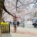 여의도역 3~4번 출입구 사이 | 서울 여의도 윤중로 벚꽃길 봄꽃축제 시작 이틀 전에 가본 실시간 개화시기 현황