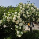 은비령산장 이미지