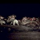 북극곰을 죽인 회색곰, 그들의 관계 및 관련정보 이미지