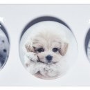 퍼피캣 강아지분양 인천루원시티점 이미지