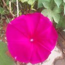 행복한 꿈 이미지