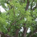 장덕리은행나무 이미지