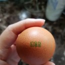 서영2농장 이미지