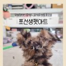 [초3~6][원데이클래스] 귀여운 모루 키링 만들기 | 세상에 하나뿐인 나만의 모루인형 만들기 – 김해 쪼선생펫아트 수제모루인형 키링 원데이클래스 후기