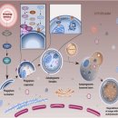 The Beneficial and Adverse Effects of Autophagic Response to Caloric Restri 이미지