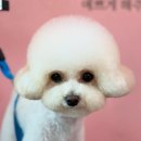 피카소 동물병원 미용 이미지