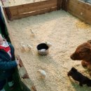 상경농장 이미지