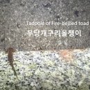 무당개구리 올챙이 Tadpole of Fire-bellied toad 이미지