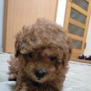 푸랑