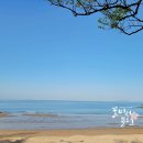 소나무에 걸린노을 이미지