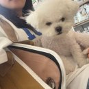 전주 이노동물병원 강아지 중성화 후기 ㅠ (이노병원주차, 중성화 과정, 관리)