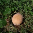 남궁농장 이미지