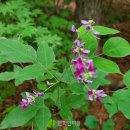 연어헌(鳶魚軒) 이미지