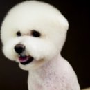 더사랑할개 이미지