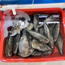 [목포/북항] 북항회센터 맛집 회가 신선한 &#34; 제 16호 선희네 횟집&#34; 겨울 제철 숭어회 포장 후기