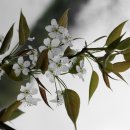 벚꽃대신 멋있는 신양벚나무(sour cherry tree)꽃으로... 이미지