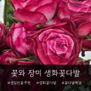 장미 생화꽃다발 저렴한 꽃집 <꽃와> 꽃다발배달 후기 생일선물추천