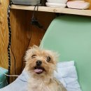 행복하개 애견샵 이미지