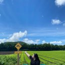 오백무도학원 | [24 제주 2] 7/27 - 29: 백한철꽈배기, 동백양식당, 안도르, 안돌오름 편백나무숲, 서귀포, 올레시장