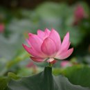 [함안~고성]연꽃테마파크~상리연꽃공원 이미지