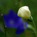 도라지마을 이미지