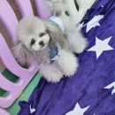 프리미엄캔넬 이미지