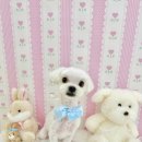 아멍띠에 이미지