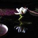 함양 상림공원 연꽃단지 이미지