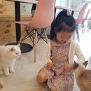 고양이별캣카페 이미지