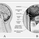 Re: suboccipital release 테크닉 -- 코티솔 수치를 낮춰준다는 논문 이미지