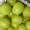 팬더리아 이미지